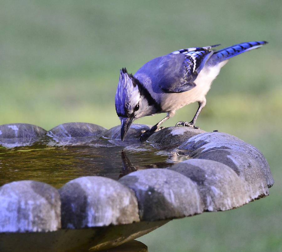 Bird Photograph - Blue Jay Having a Drink by Phil And Karen Rispin