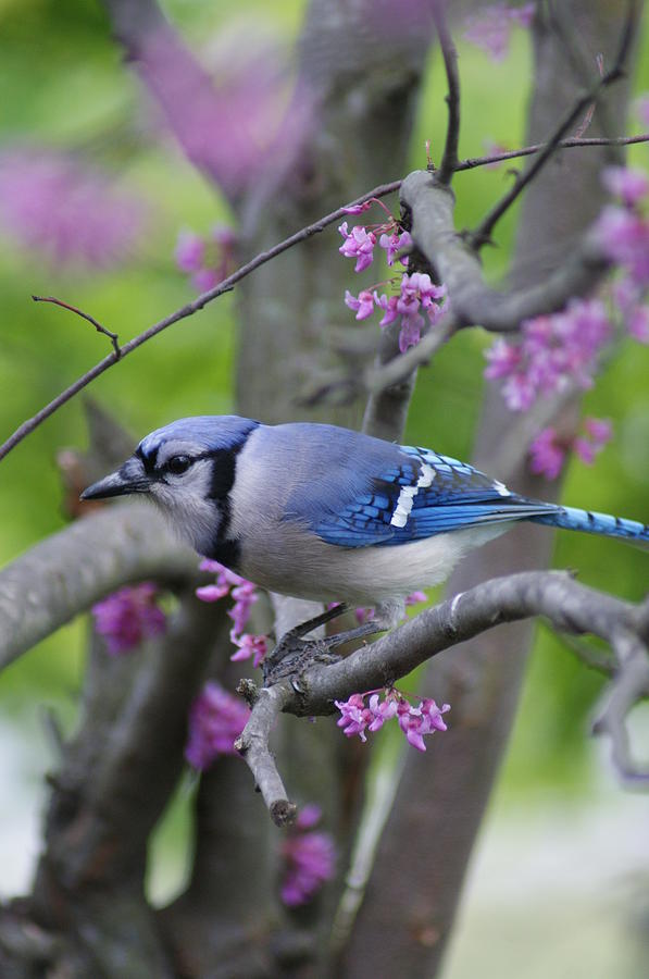 Bird Photograph - Blue Jay by Heidi Poulin Bird Photograph - Blue Jay by Heidi Poulin