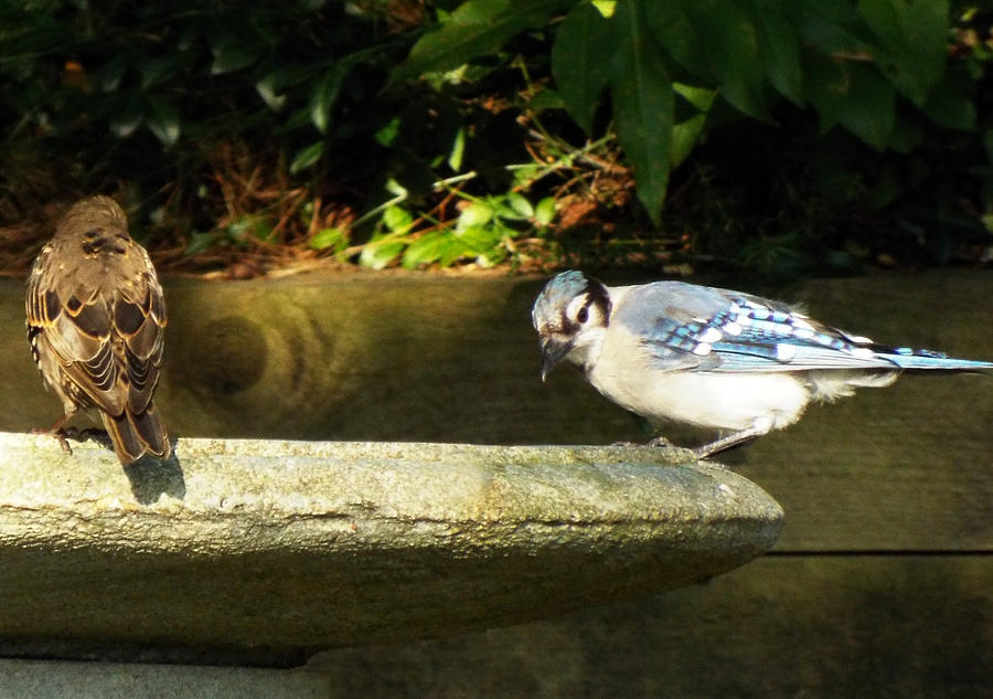 Blue Jay Hello Photograph by Lisa Roy Blue Jay Hello Photograph by Lisa Roy
