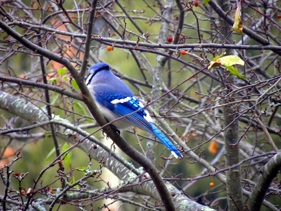 Blue Jay in a Cold Morning  Photograph by Edwin Alverio