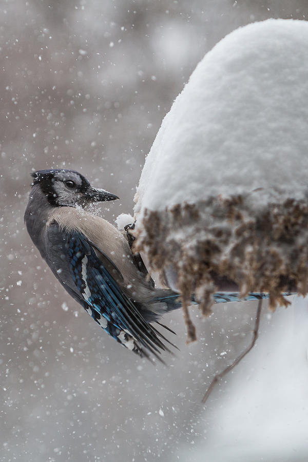 Blue Jay in a Snow Storm Photograph by Patti Deters