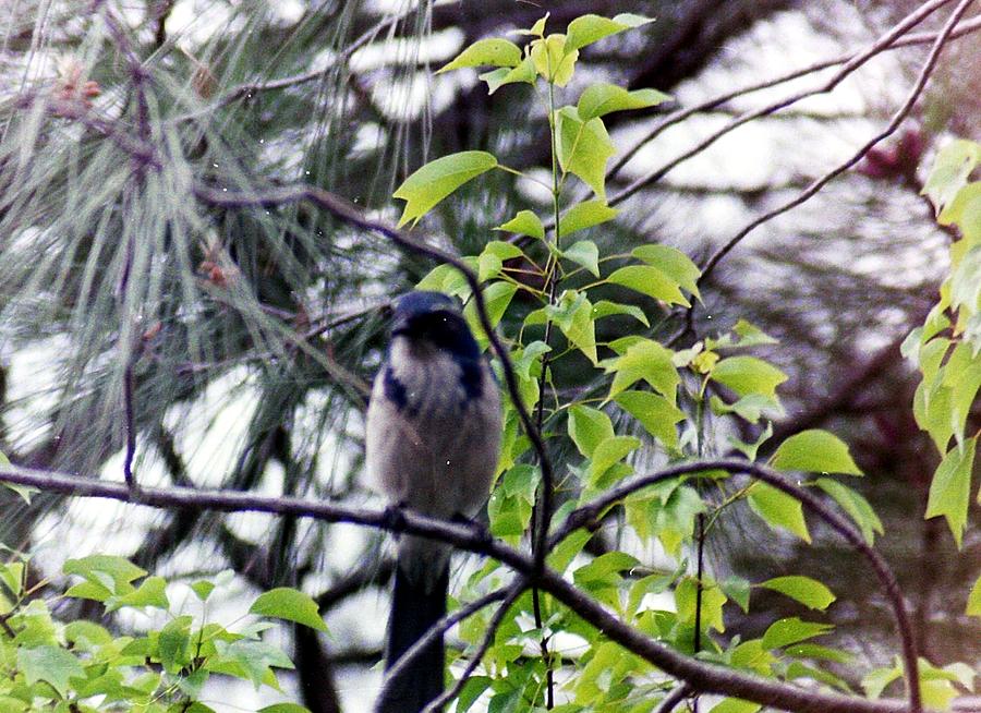 Blue Jay in a tree Photograph by Karl Rose