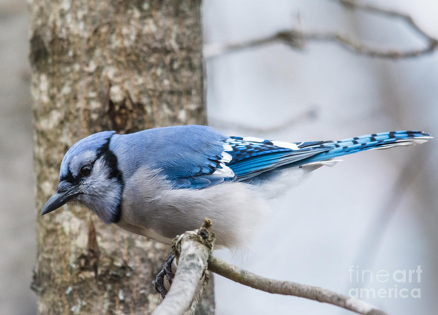 Blue Jay in Action Photograph by Cheryl Baxter