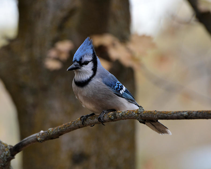 Blue Jay in Autumn Photograph by Whispering Peaks Photography - Fine ...