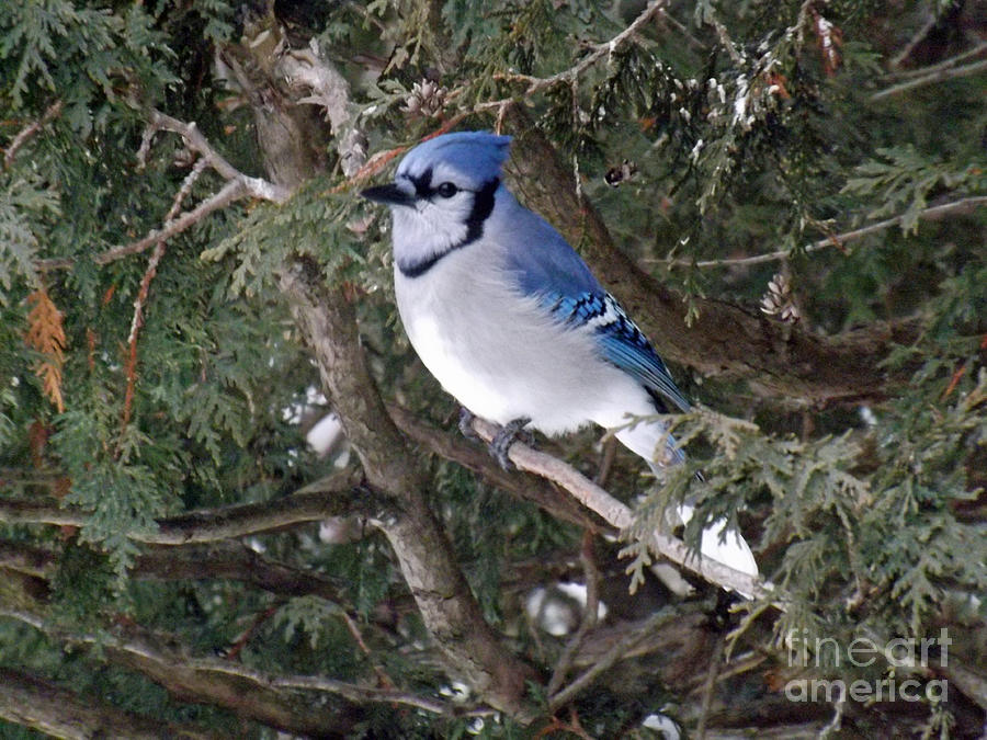 Blue Jay in the cedars Photograph by Brenda Brown