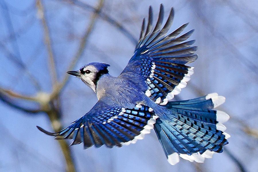 Blue Jay Bird Flying