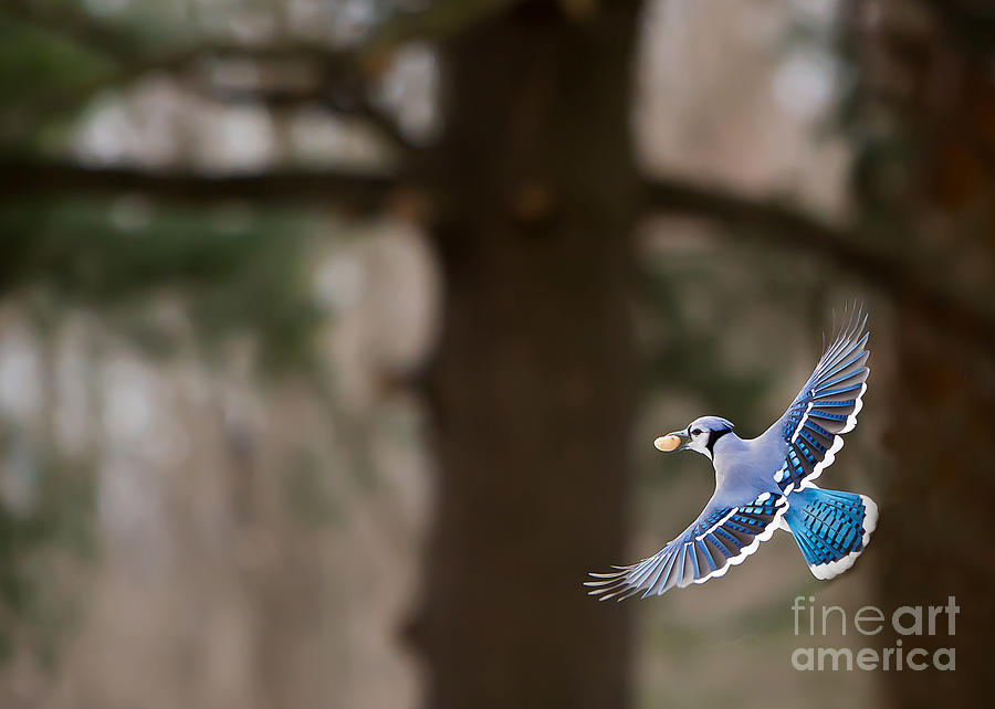 Blue Jay in Flight Photograph by Brad Marzolf Photography