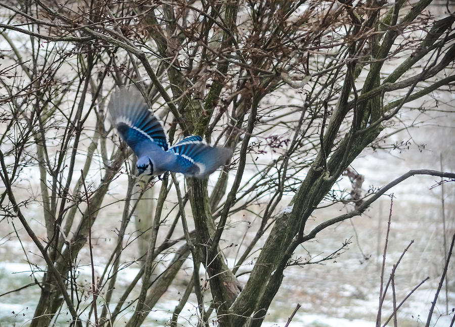 Blue Jay in Flight Photograph by Holden The Moment