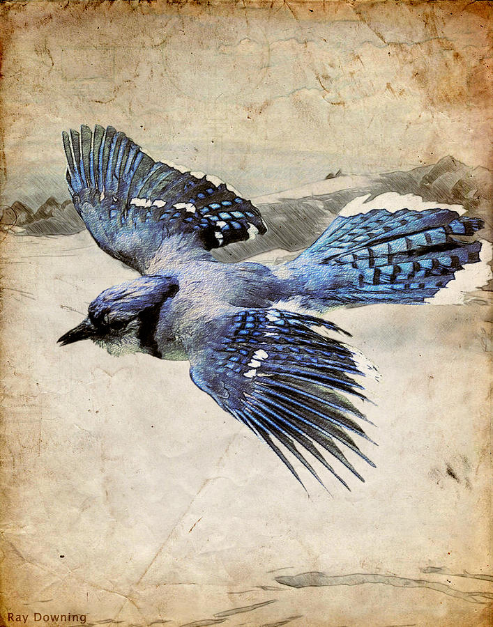 Blue Jay Digital Art - Blue Jay in Flight by Ray Downing
