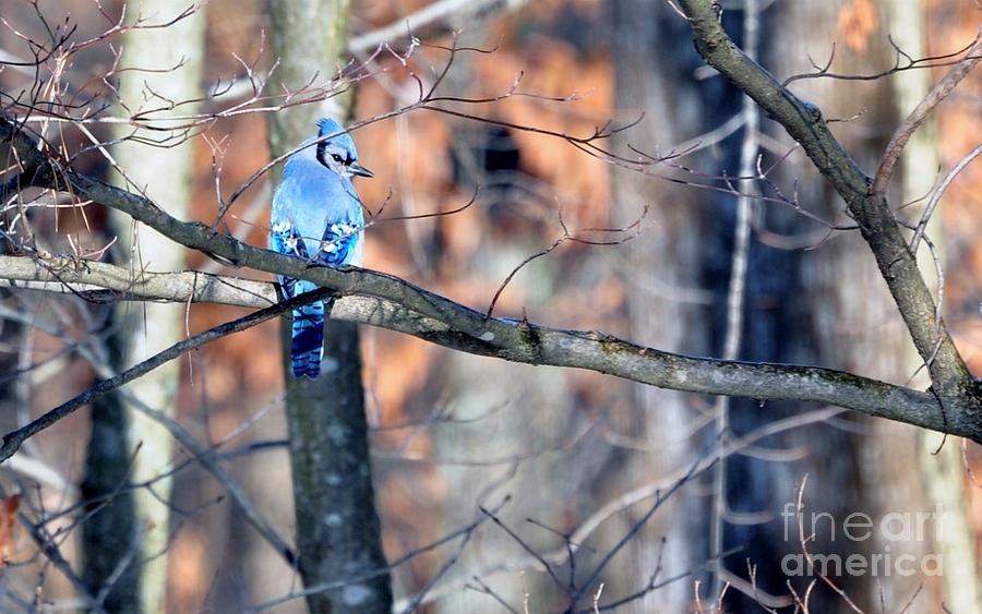 Blue Jay in Kentucky Winter Photograph by Maureen Cavanaugh Berry