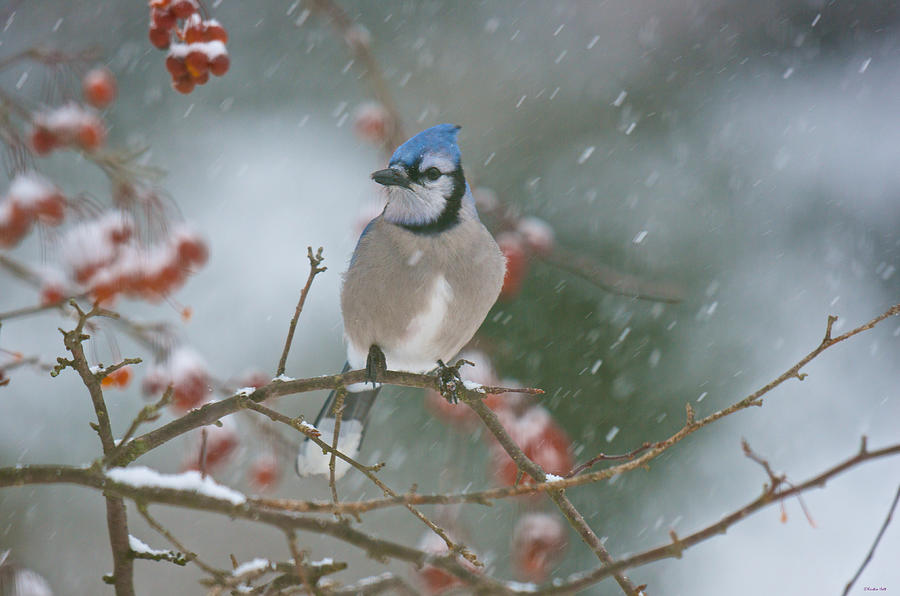 Bird Photograph - Blue Jay in Snow by Kristin Hatt