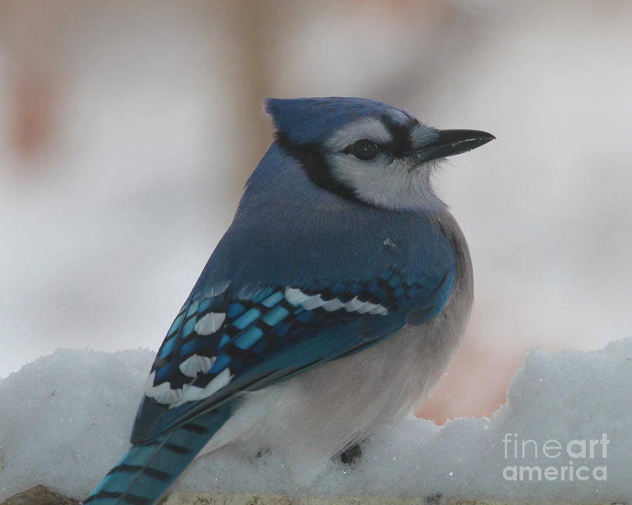 Blue Jay in Snow Photograph by Roger Becker