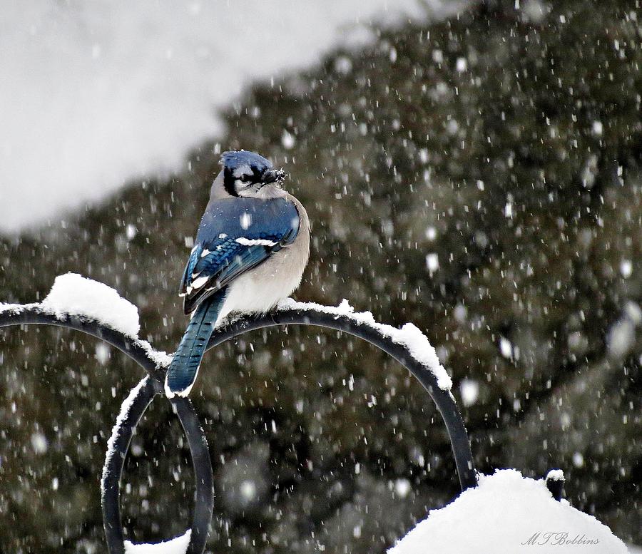 Blue Jay in Snow Storm Photograph by MTBobbins Photography