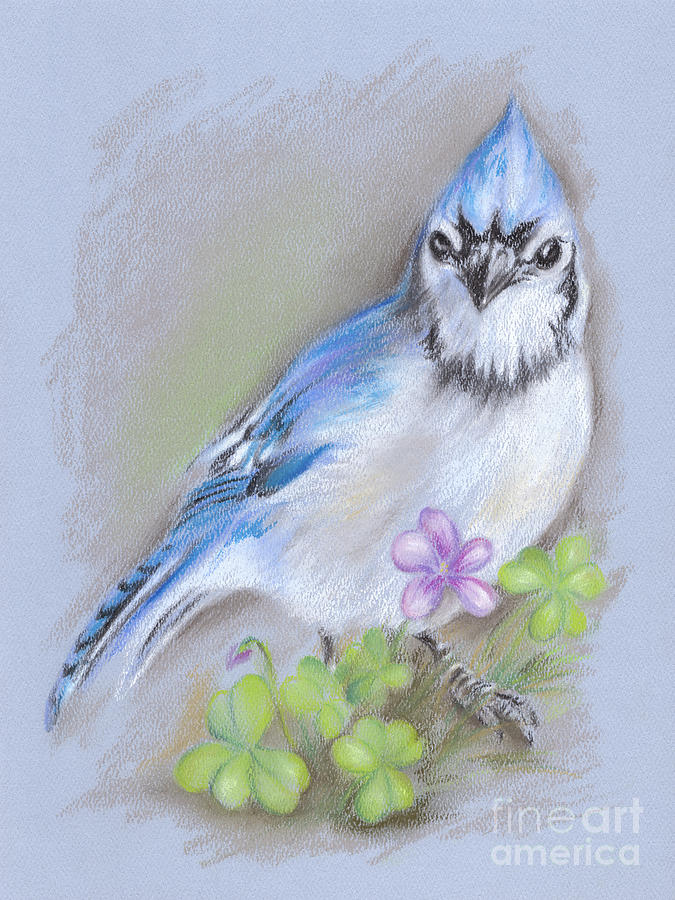Blue Jay in Spring with Oxalis Pastel by MM Anderson