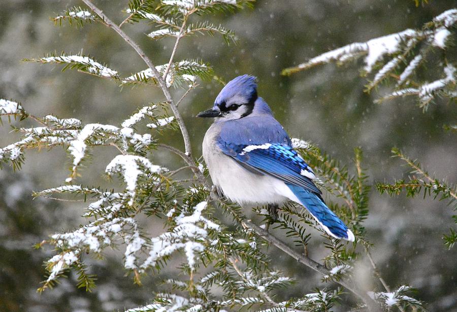 Blue Jay in the Pines Photograph by Judy Genovese