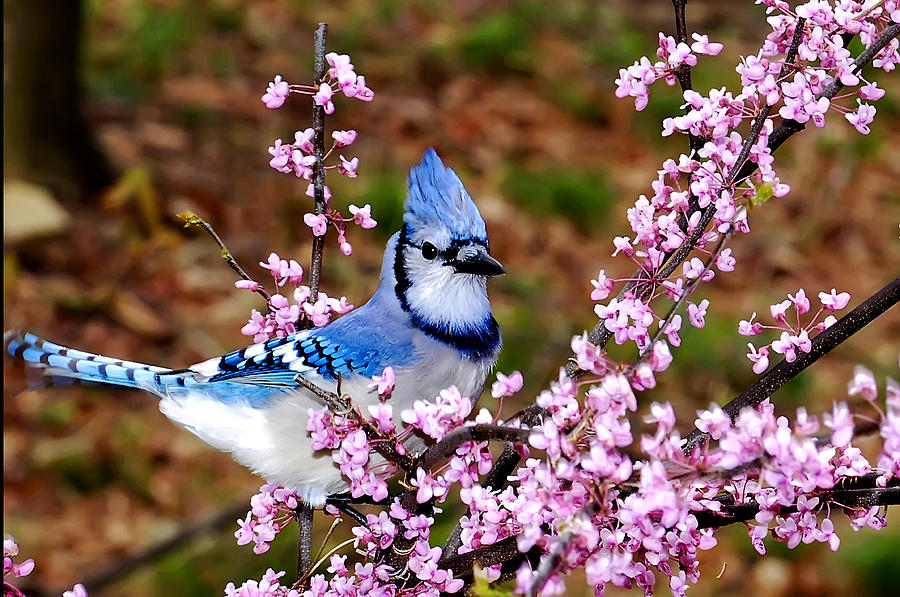 Blue Jay and Cherry Blossom, Blue Pink Birds and Flowers Art Print