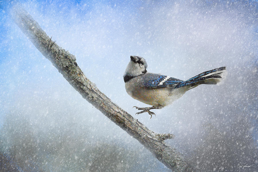 Blue Jay In The Snow Photograph by Jai Johnson