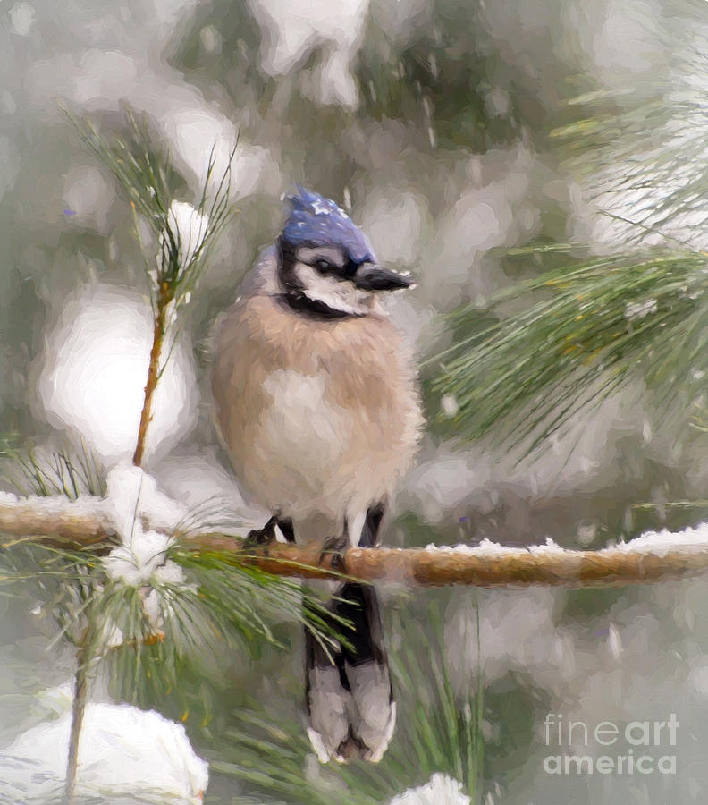 Blue Jay in the Snow Photograph by Kerri Farley