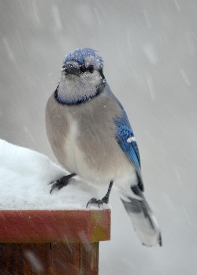 Blue Jay in the Snow Photograph by Richard Bryce and Family