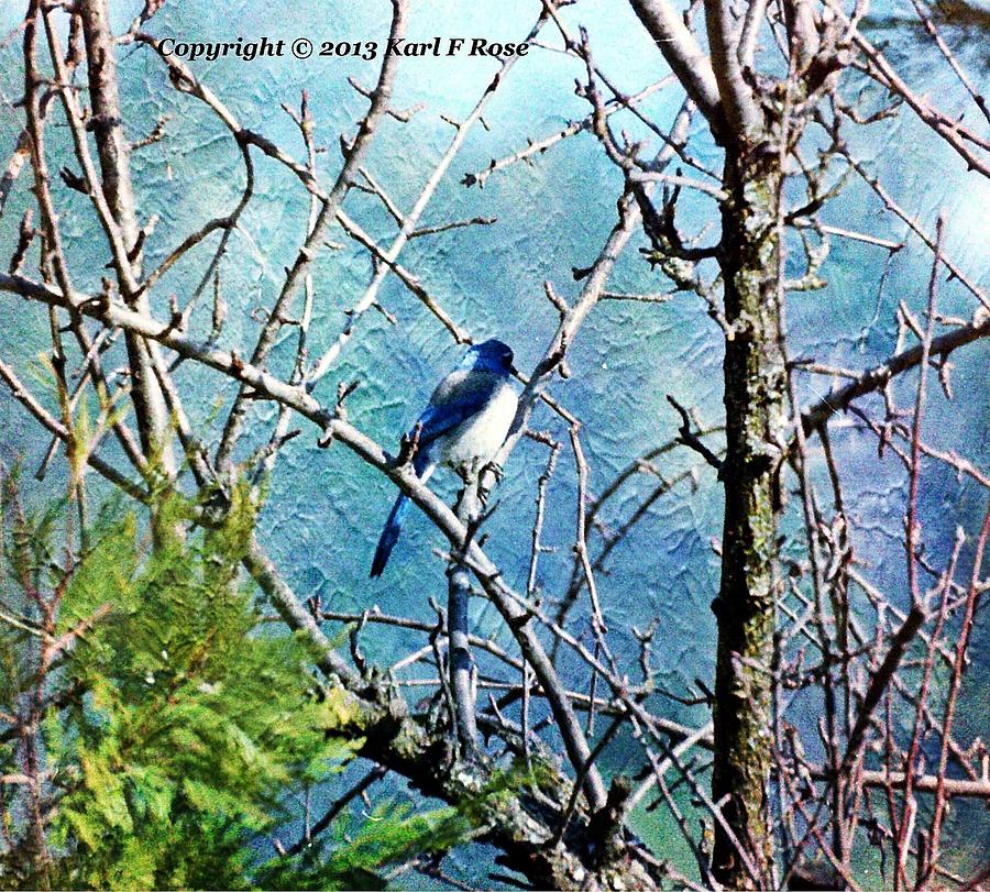 Blue jay in tree as a painting Photograph by Karl Rose