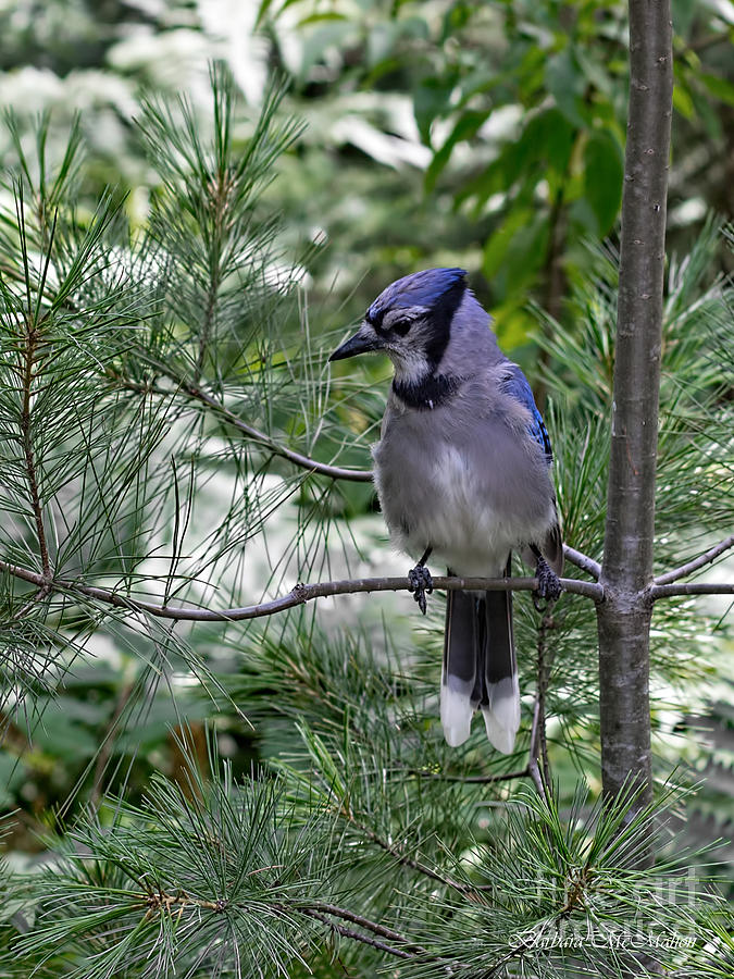 Blue Jay in White Pine Photograph by Barbara McMahon