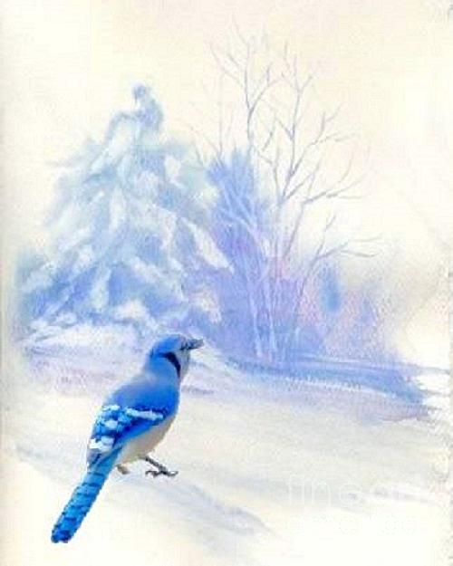Blue Jay in Winter Photograph by Janette Boyd