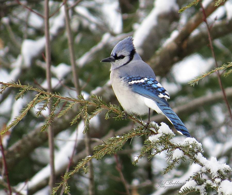 Blue Jay in Winter Photograph by MTBobbins Photography