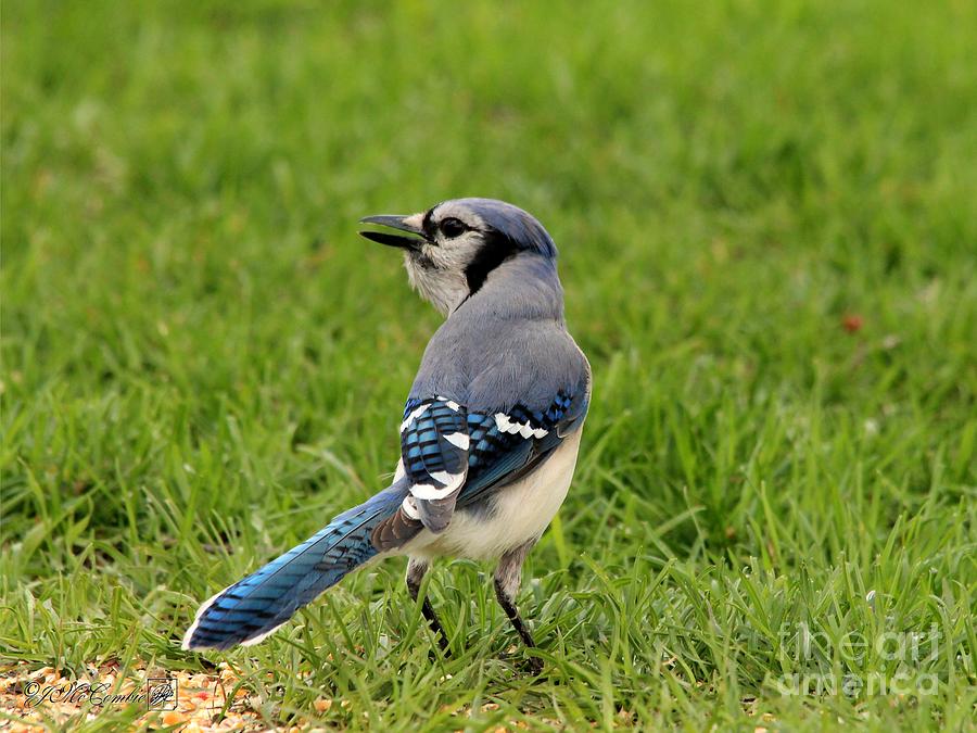 Blue Jay Photograph by J McCombie