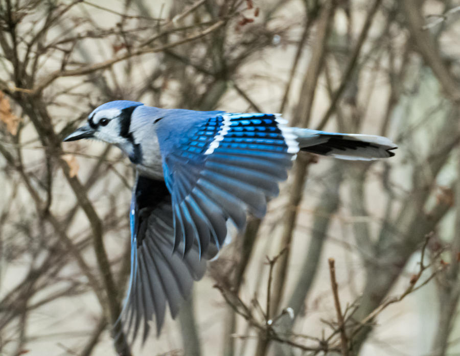 Blue Jay Photograph by Holden The Moment
