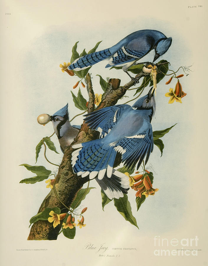 John James Audubon Drawing - Blue Jay by Celestial Images