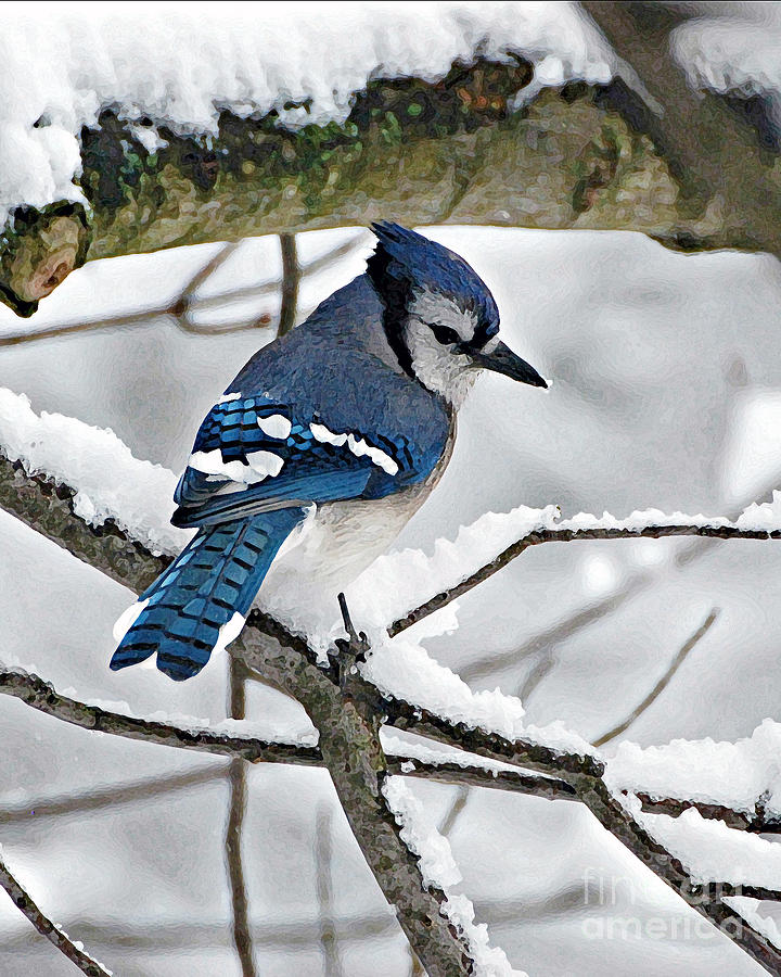 Blue Jay Photograph by Lila Fisher-Wenzel