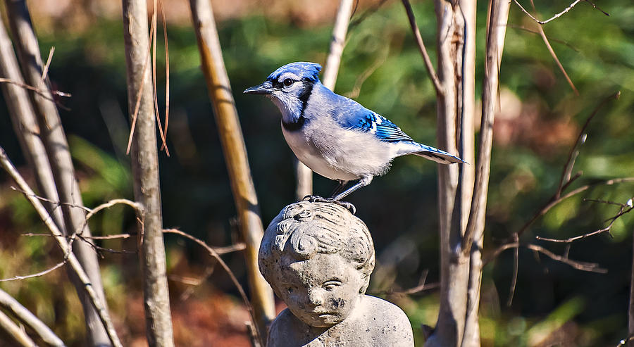Blue Jay Photograph by Michael Whitaker