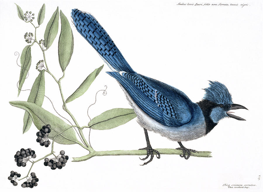 Mark Catesby Photograph - Blue Jay by Natural History Museum, London