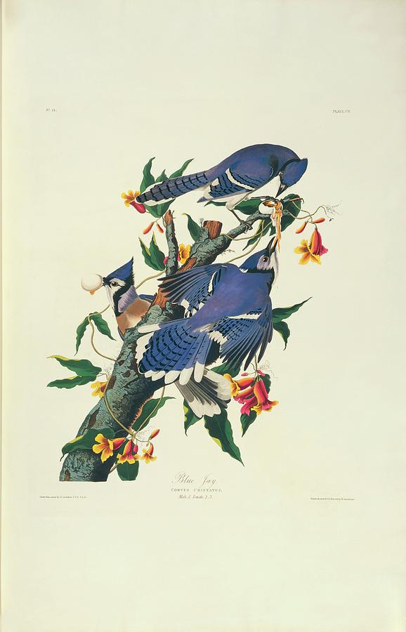 Blue Jay Photograph by Science Photo Library Blue Jay Photograph by Science Photo Library