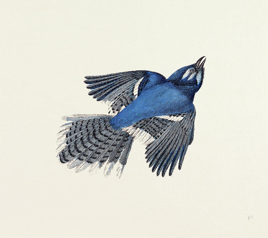Blue Jay  Blue jay, Engraving illustration, Line drawing