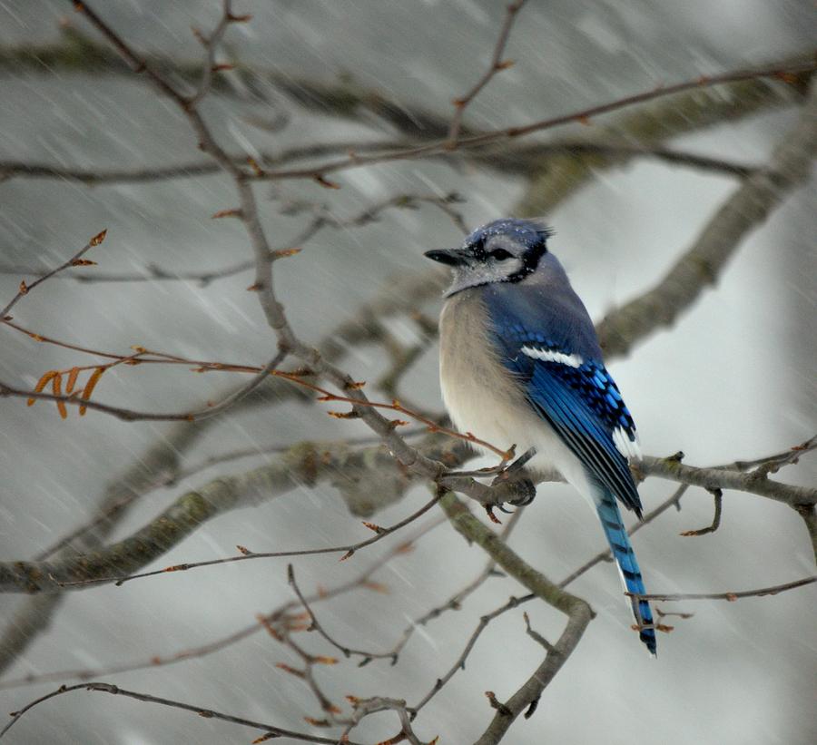 Blue Jay on a Branch Photograph by Richard Bryce and Family
