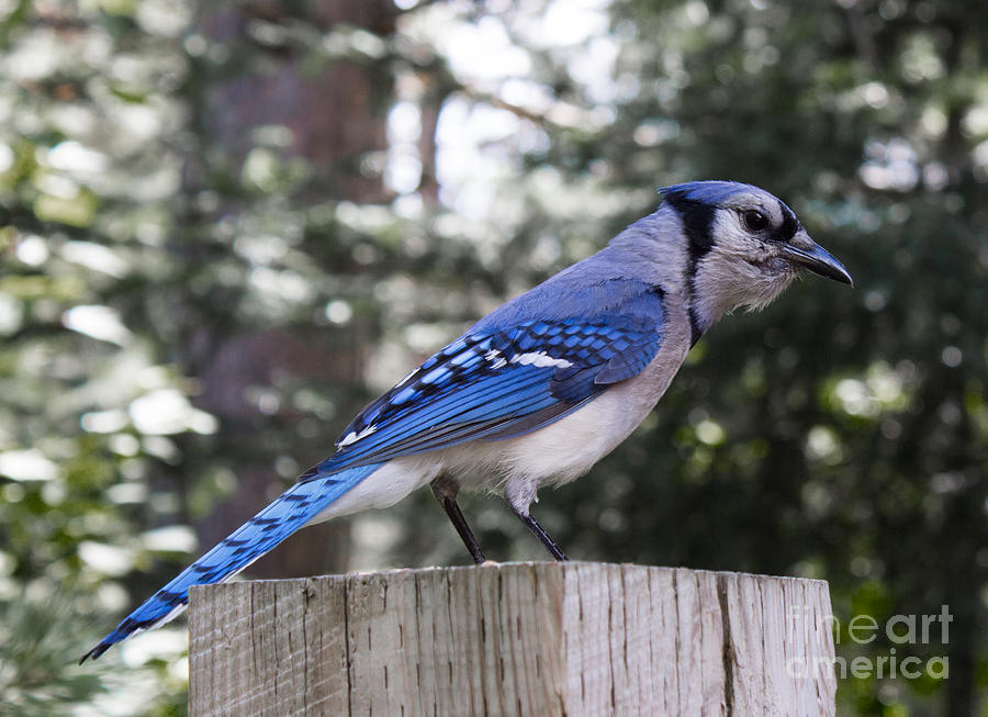 Blue Jay On A Post Photograph by Barbara McMahon