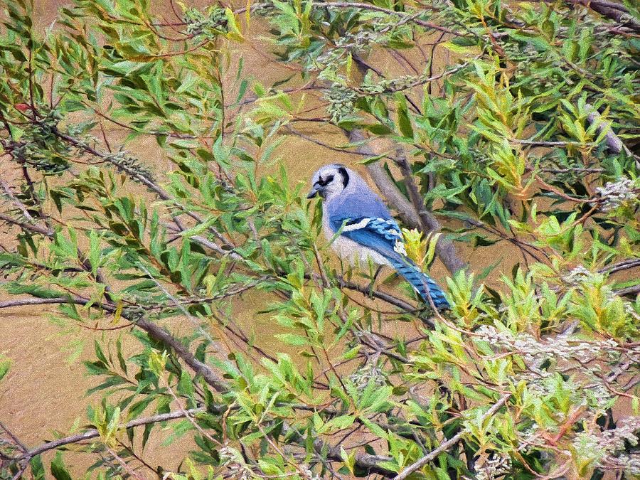 Blue Jay on Southern Wax Myrtle Photograph by Jayne Wilson