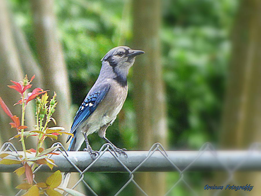 Blue Jay On The Neighbors Fence Photograph by Kimo Fernandez