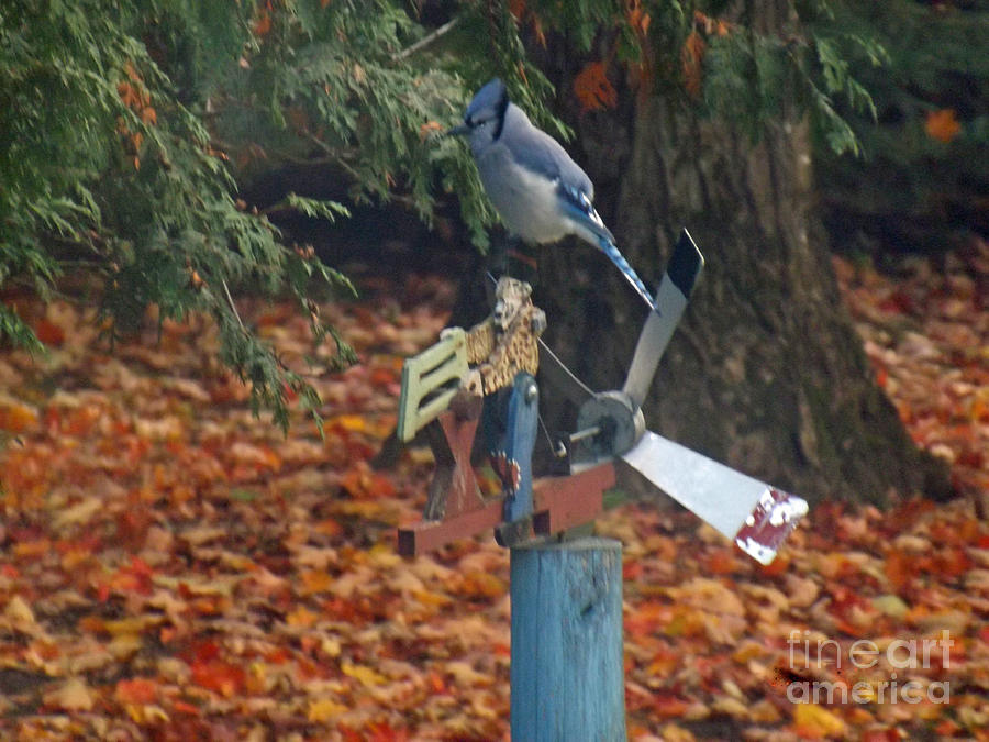 Blue Jay on Whirly Wig Photograph by Brenda Brown