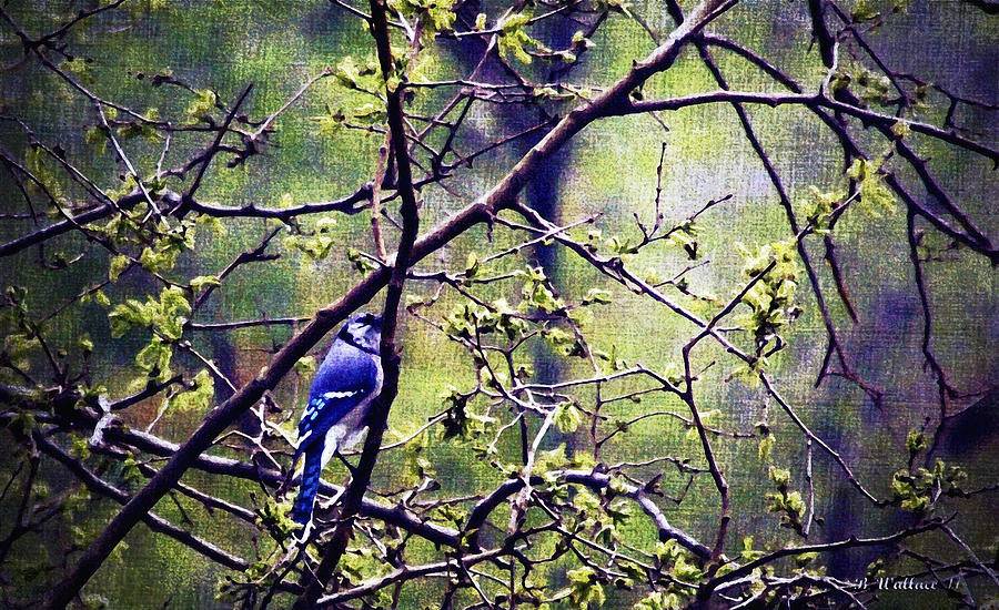 Blue Jay - Paint Effect Photograph by Brian Wallace