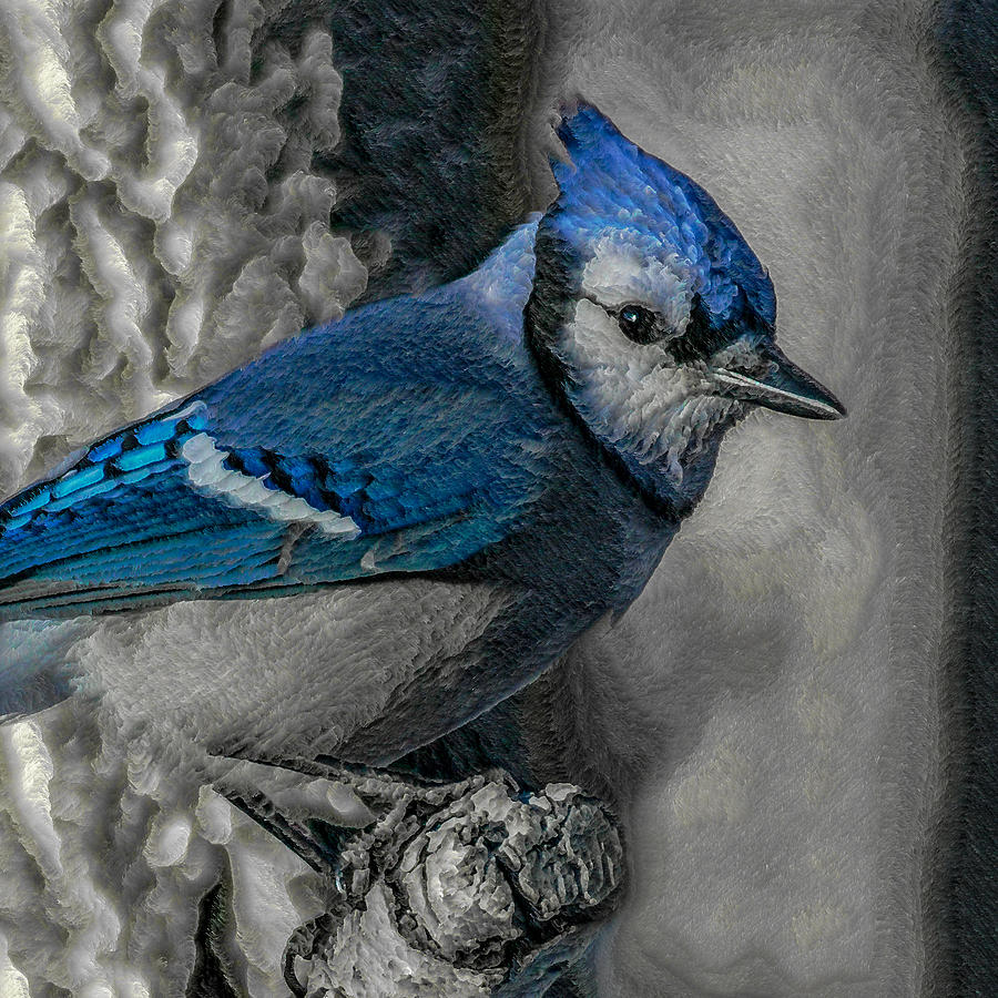 Bird Digital Art - Blue Jay Painterly by Ernest Echols