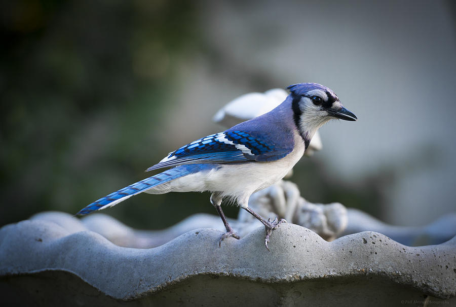 Blue Jay Photograph by Phil Abrams