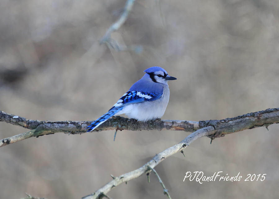 Blue Jay  Photograph by PJQandFriends Photography
