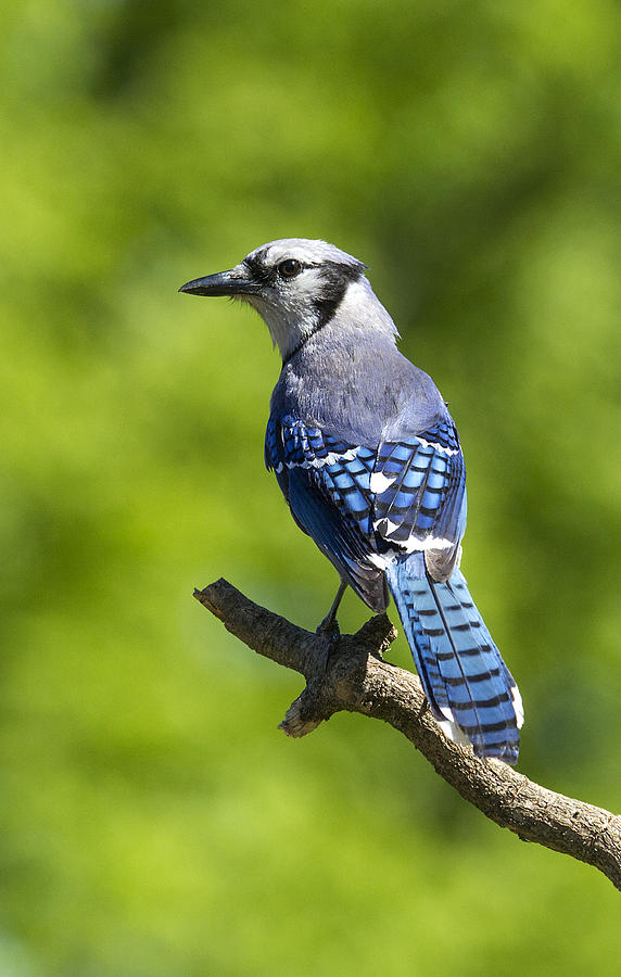 Blue Jay Posture Photograph by David Lester - Fine Art America