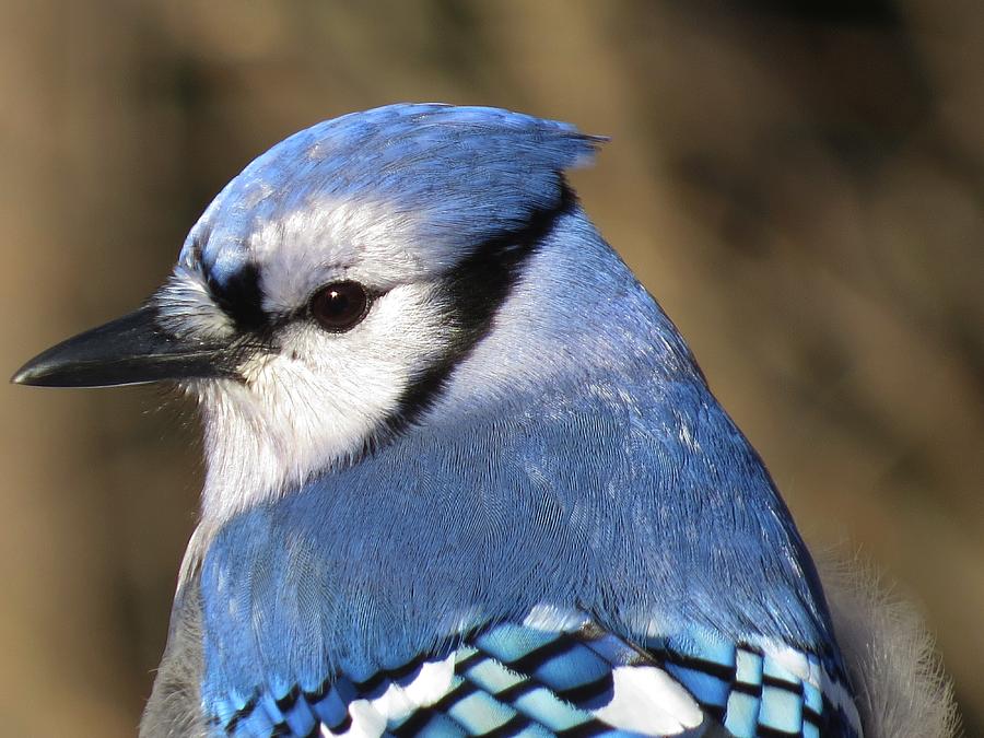 Blue Jay Profile Photograph by MTBobbins Photography