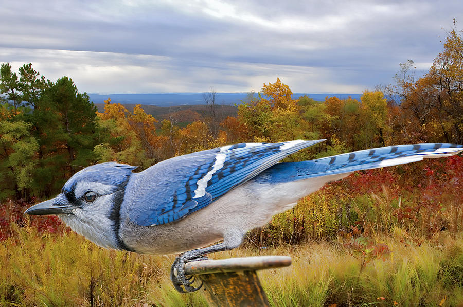 Blue Jay Ready for Take-Off Photograph by Bonnie Barry