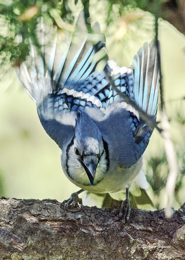 Blue Jay Photograph - Blue Jay Ready to Launch by Stephen Johnson
