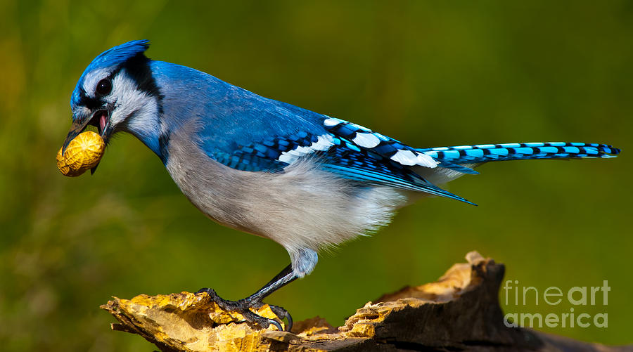 Blue Jay Photograph