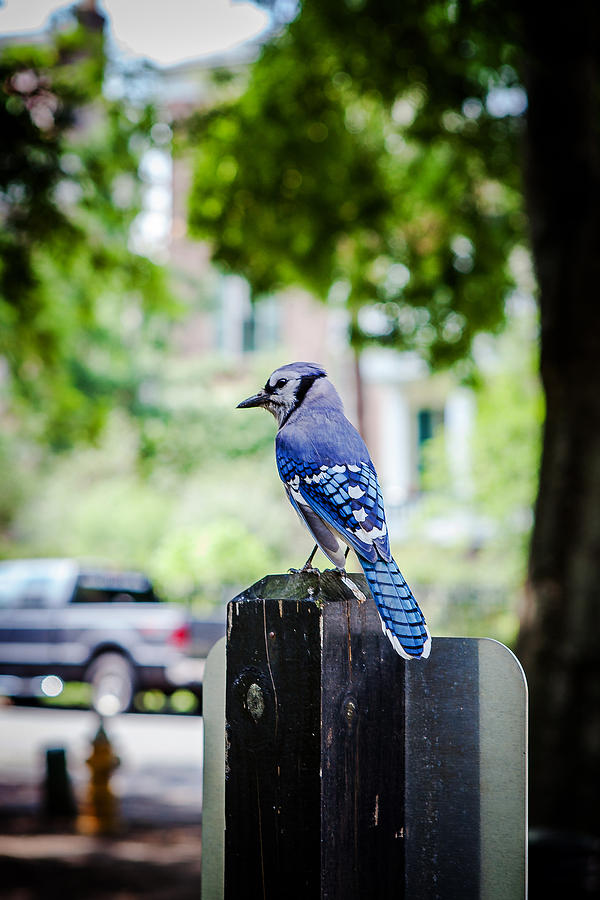 Blue Jay Photograph by Sennie Pierson